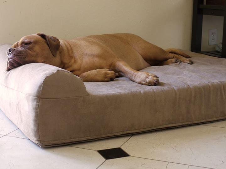 extra large orthopedic dog beds