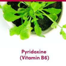 pyridoxine