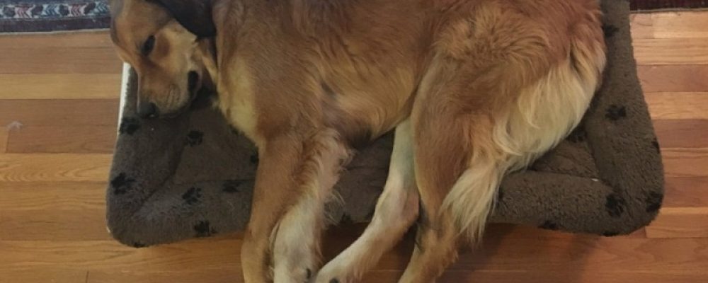 Big Barker Extra Large Orthopedic Dog Bed